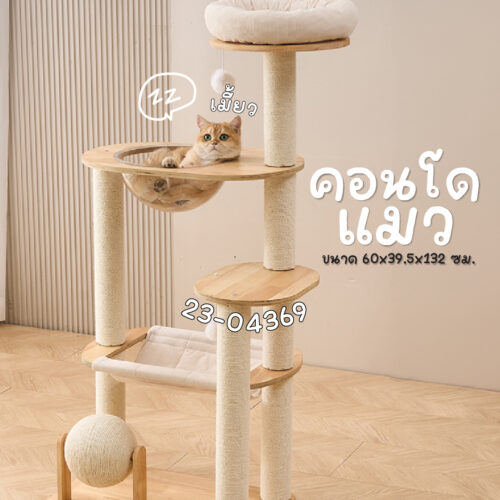 คอนโดแมว