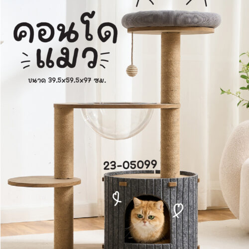 คอนโดแมว